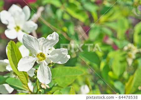 白色liqueubai花 64478538