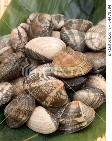 生蛤蜊 64478594