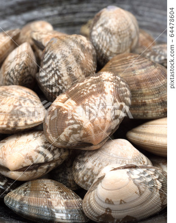 Raw clams Raw clams 64478604