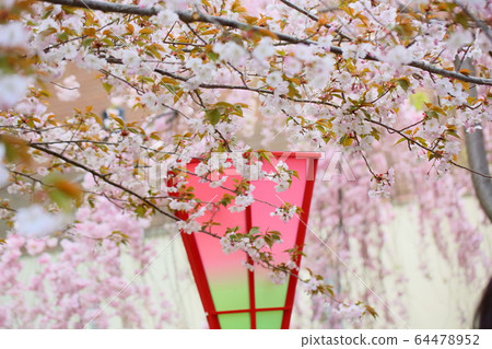 Cherry blossom Cherry blossom 64478952