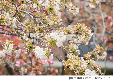 櫻花孝道 64479006