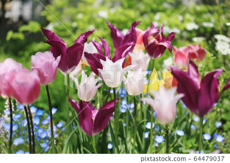 Tulip 64479037