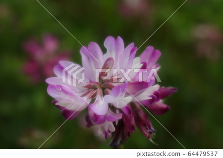 Spring field flowers: Astragalus: Riverbed rice fields Spring field flowers: Astragalus: Riverbed rice fields 64479537