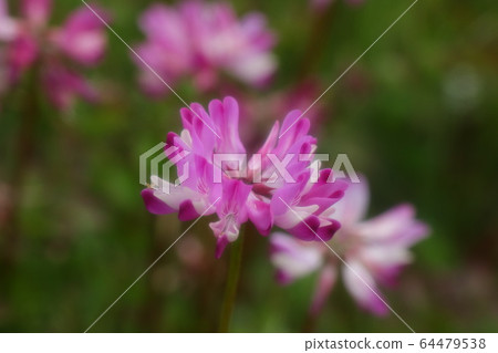 Spring field flowers: Astragalus: Riverbed rice fields Spring field flowers: Astragalus: Riverbed rice fields 64479538