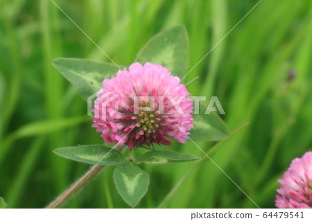   Wildflowers in spring: Mud clover: Side of rice field on river bed 64479541