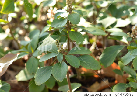 Tree: Family Fuck 64479583