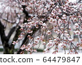 櫻花_ 001 64479847