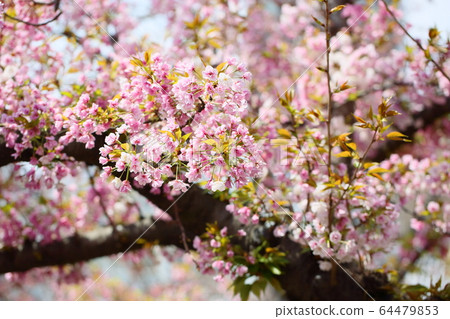 櫻花盛開佐藤櫻花 櫻花盛開佐藤櫻花 64479853