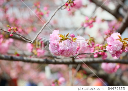 櫻花盛開 櫻花盛開 64479855