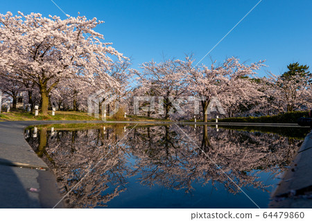 新潟白山公園的櫻花盛開和倒影 64479860