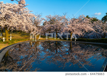 新潟白山公園的櫻花盛開和倒影 新潟白山公園的櫻花盛開和倒影 64479863
