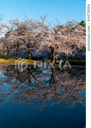新潟白山公園的櫻花盛開和倒影 新潟白山公園的櫻花盛開和倒影 64479864