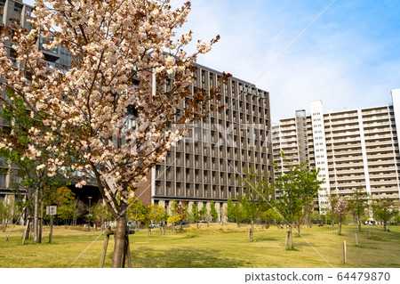 櫻花盛開的葛飾新宿未來公園和東京理科大學<東京葛飾區2020年4月> 櫻花盛開的葛飾新宿未來公園和東京理科大學<東京葛飾區2020年4月> 64479870