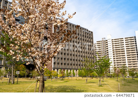 櫻花盛開的葛飾新宿未來公園和東京理科大學<東京葛飾區2020年4月> 櫻花盛開的葛飾新宿未來公園和東京理科大學<東京葛飾區2020年4月> 64479871