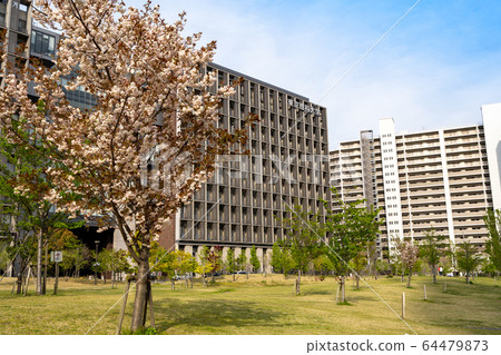 櫻花盛開的葛飾新宿未來公園和東京理科大學<東京葛飾區2020年4月> 櫻花盛開的葛飾新宿未來公園和東京理科大學<東京葛飾區2020年4月> 64479873
