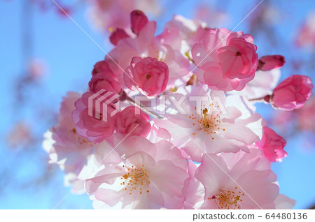 垂枝櫻花 64480136