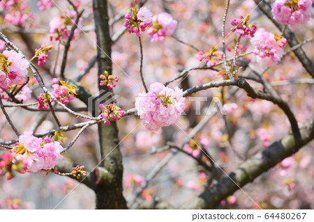 櫻花盛開 櫻花盛開 64480267