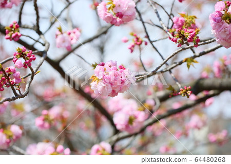 櫻花盛開 64480268