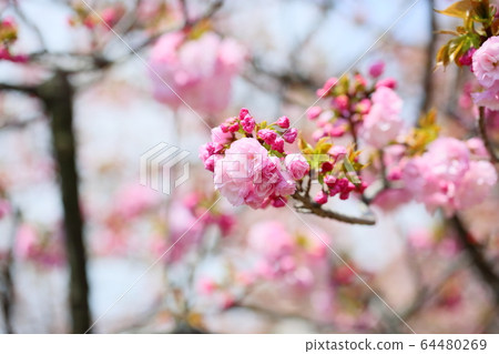 櫻花盛開 櫻花盛開 64480269
