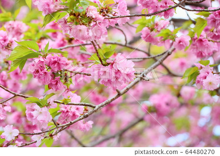 櫻花盛開 櫻花盛開 64480270