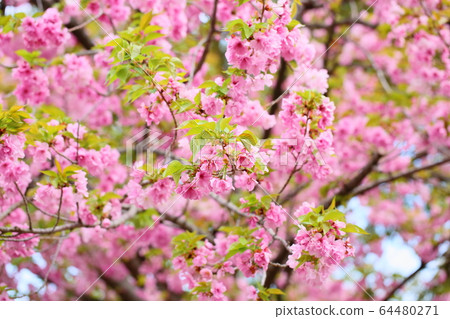 櫻花盛開 櫻花盛開 64480271