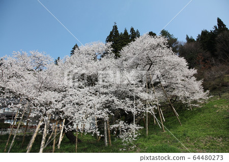 Garyusakura 64480273