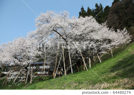 Garyusakura Garyusakura 64480274