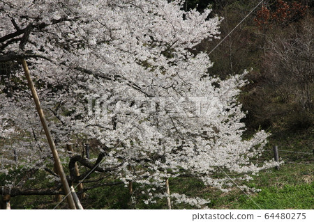 Garyusakura Garyusakura 64480275