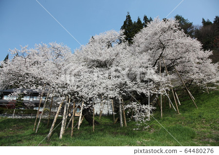 Garyusakura Garyusakura 64480276