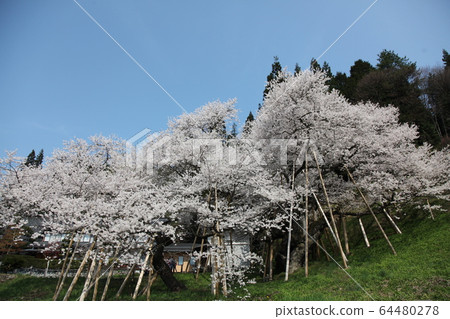 Garyusakura Garyusakura 64480278