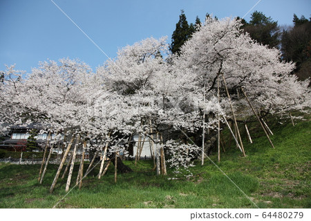 Garyusakura Garyusakura 64480279