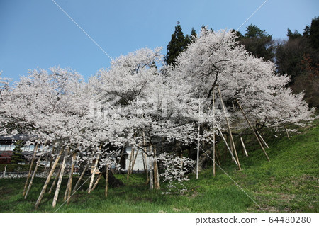 Garyusakura Garyusakura 64480280