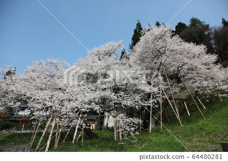 Garyusakura Garyusakura 64480281