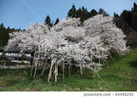 Garyusakura Garyusakura 64480282