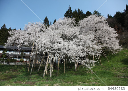 Garyusakura 64480283
