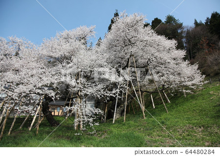 Garyusakura Garyusakura 64480284