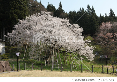 Garyusakura Garyusakura 64480285