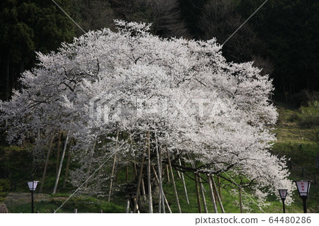 Garyusakura Garyusakura 64480286