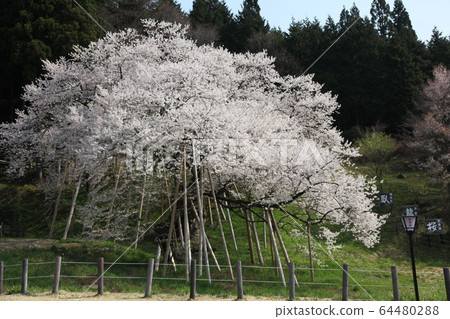 Garyusakura 64480288
