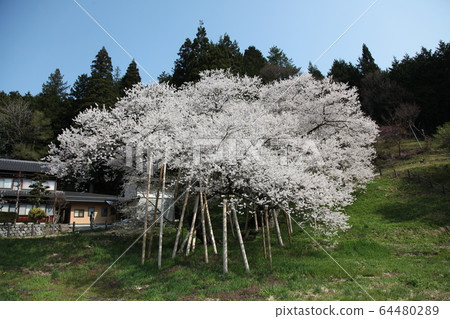 Garyusakura Garyusakura 64480289