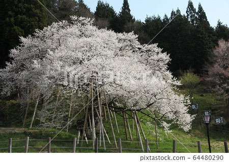Garyusakura Garyusakura 64480290