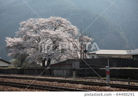 Garyusakura Garyusakura 64480291