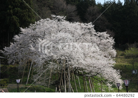 Garyusakura Garyusakura 64480292