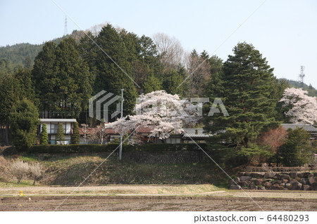 Garyusakura Garyusakura 64480293