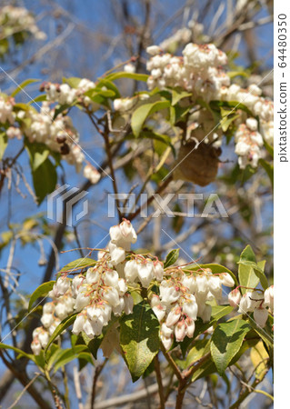 Tree: Acetobiaceae Tree: Acetobiaceae 64480350