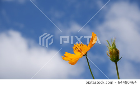<Flower> Kibana Cosmos single wheel 64480464