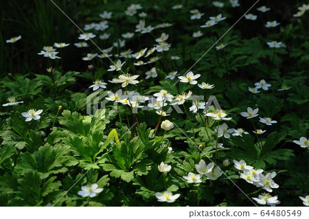 4月85日，城山市城山町Nirinso，片山Katakuri no Sato 64480549