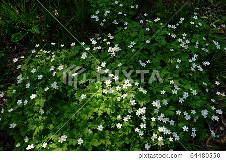 April Shiroyama Town 83 Nilinso, Shiroyama Katakuri no Sato 64480550