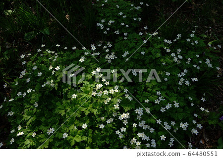 April Shiroyama Town 84 Nilinso, Shiroyama Katakuri no Sato 64480551