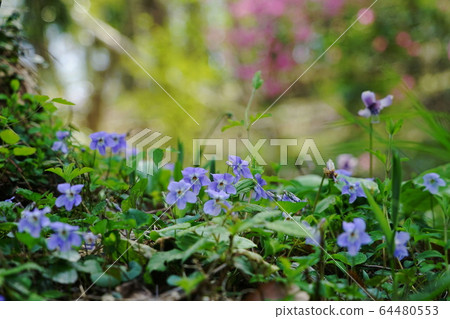 4月81日城山町住山片栗之裡 64480553